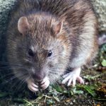 No more Mr Mice Guy: how one driver beat the rodents eating his car
