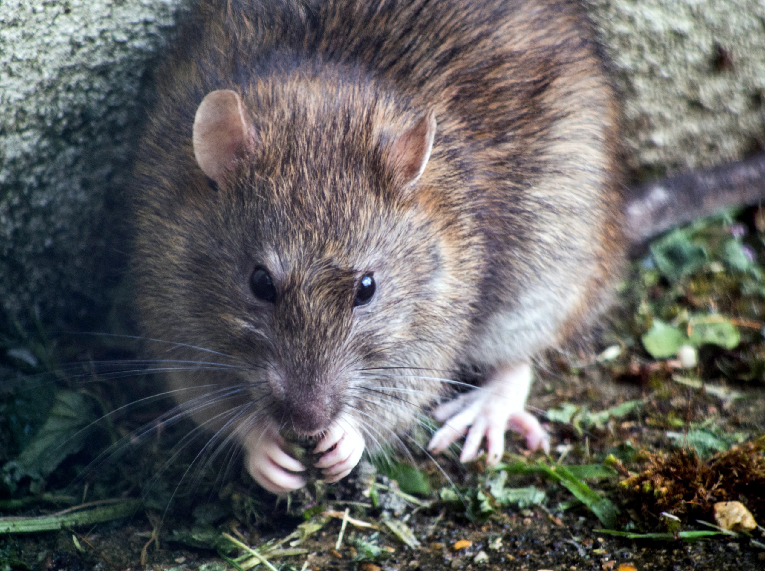 No more Mr Mice Guy: how one driver beat the rodents eating his car