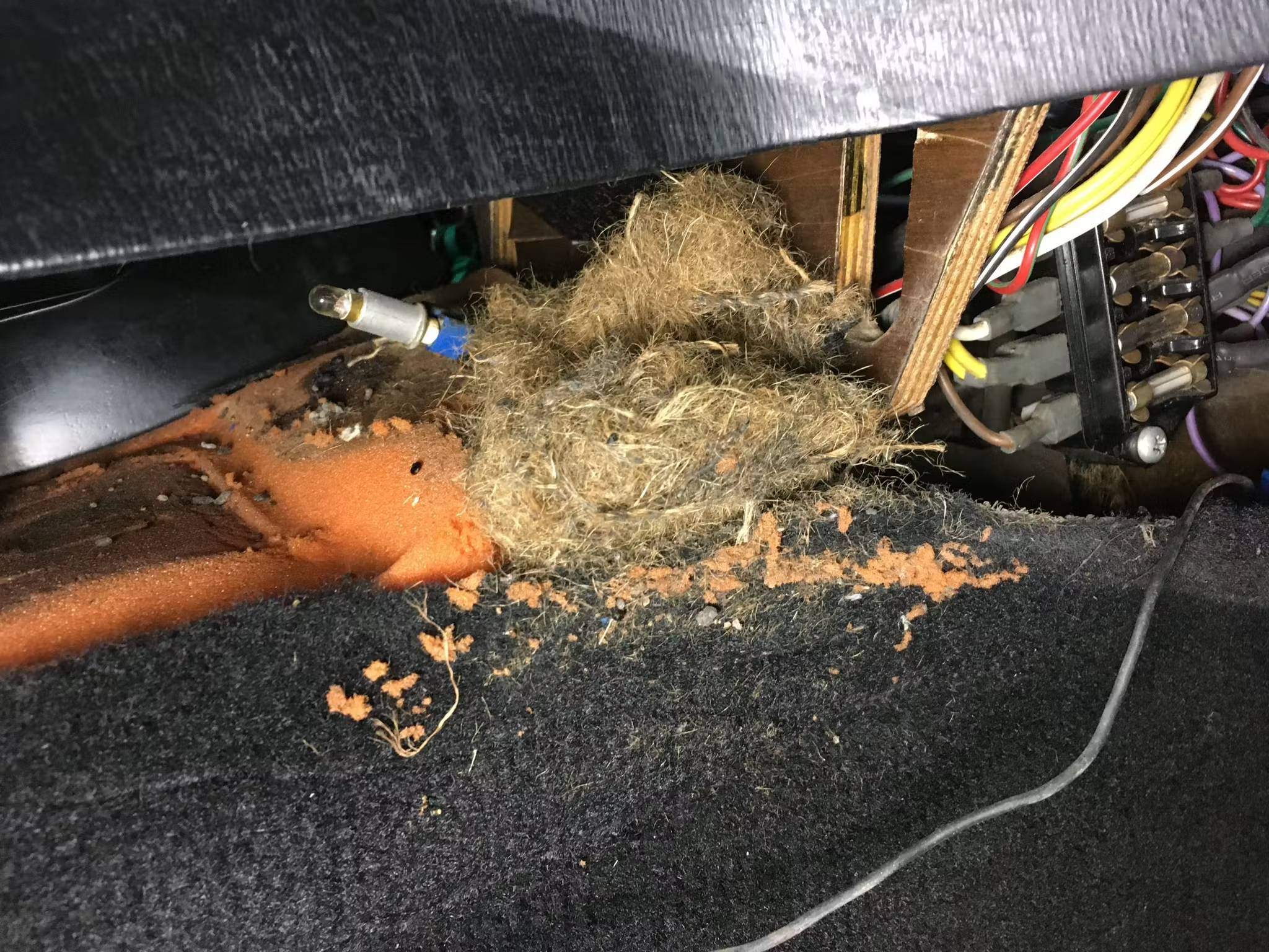 Mouse nest in a car