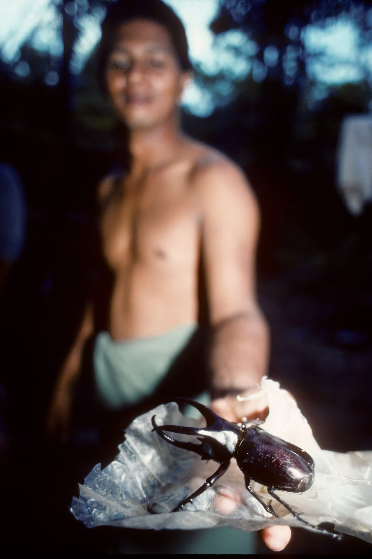 Beetle on Camel Trophy in Borneo