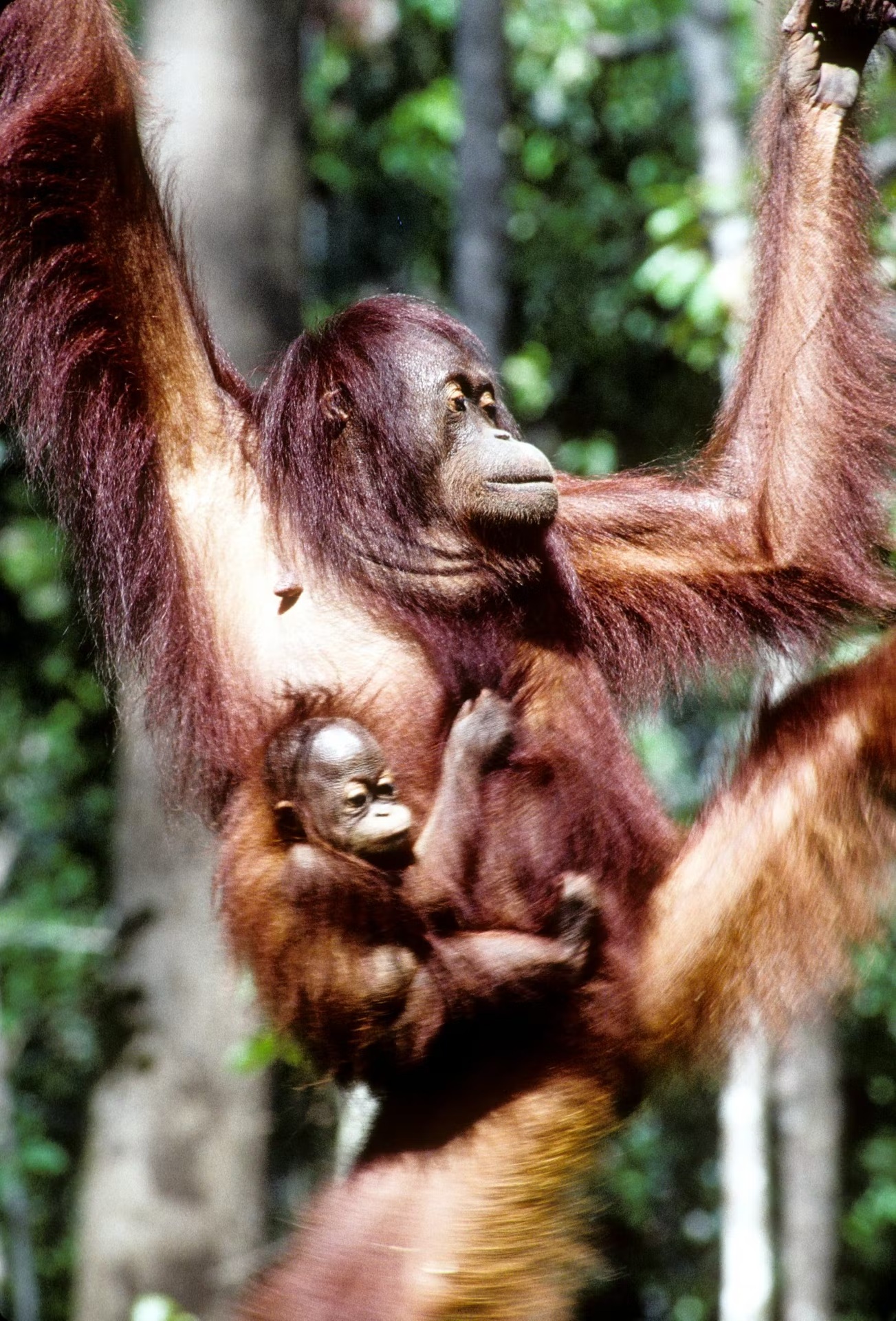 orangutans on Camel Trophy in Borneo