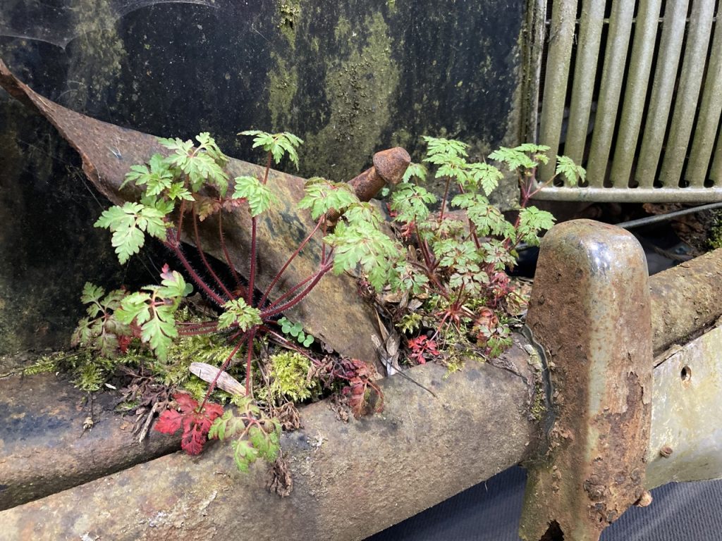 NEC Restoration Show Lanchester barn find ferns